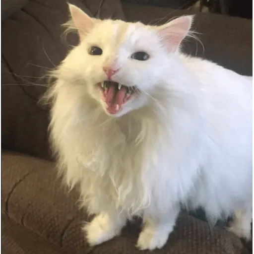 funne cat 4 - Sticker 15