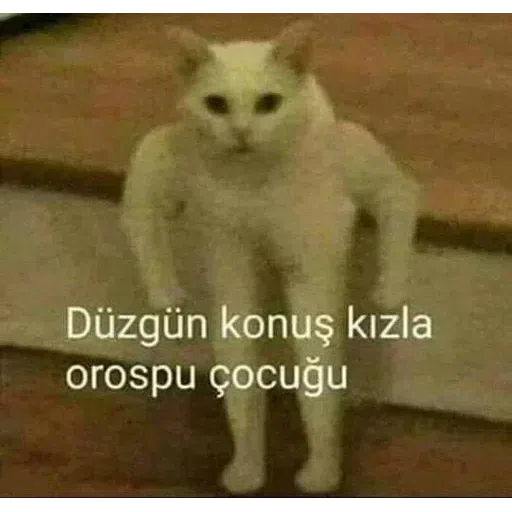 Turkey Shitposts - Sticker 11