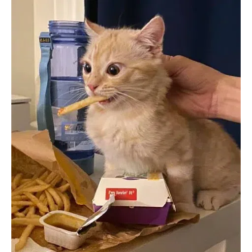 cat - Sticker 22