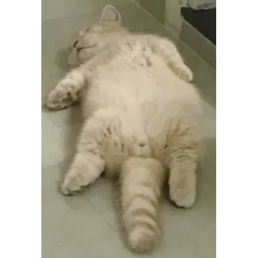 cat - Sticker 11