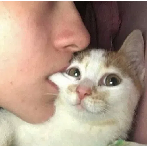 cat - Sticker 19