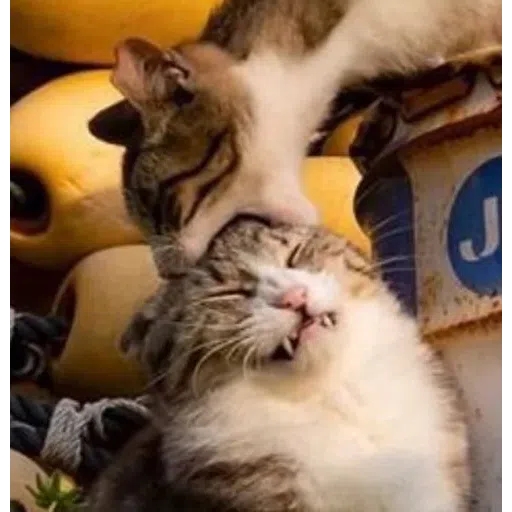 cat - Sticker 16