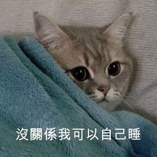 cat - Sticker 30