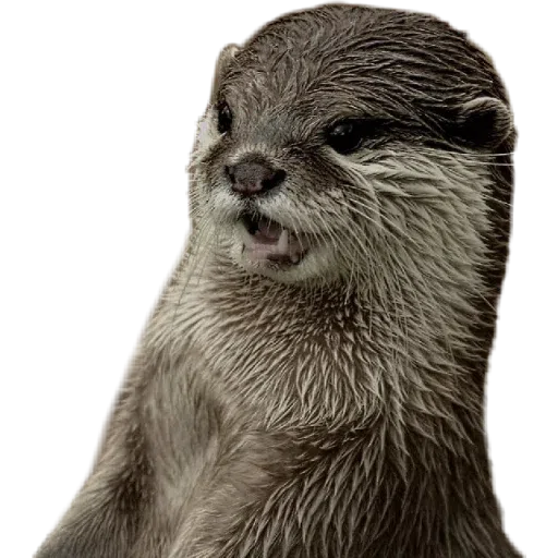 Otters - Sticker 9