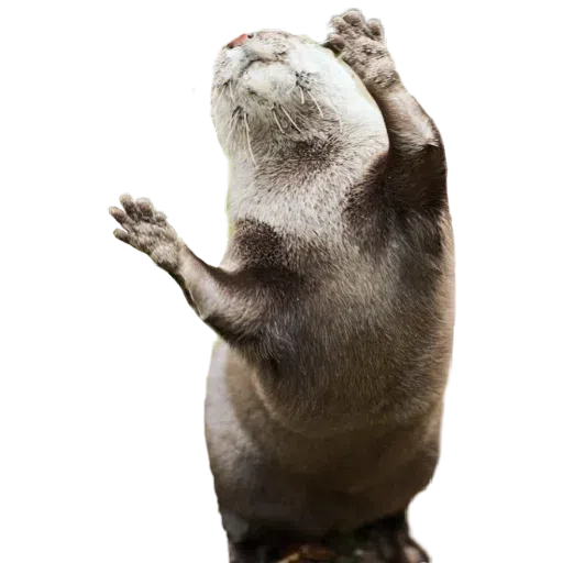 Otters - Sticker 10