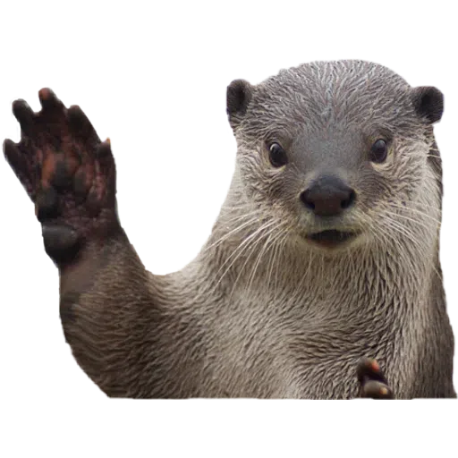 Otters - Sticker 13