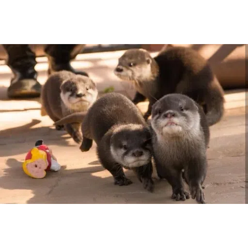 Otters - Sticker 14