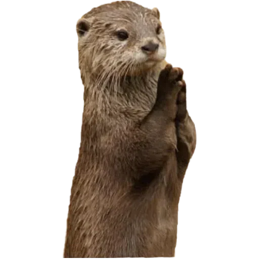 Otters - Sticker 12