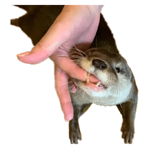 Otters - Sticker 16