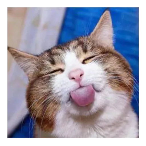 Cute catto - Sticker 27