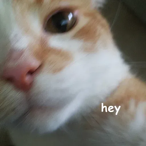Cute catto - Sticker 25