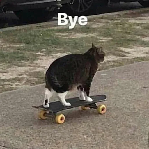 Cute catto - Sticker 29
