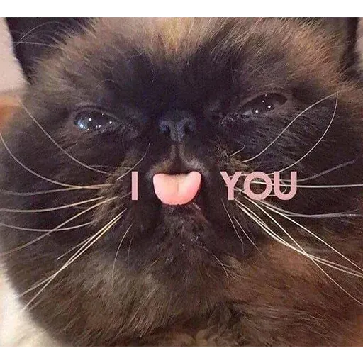 Cute catto - Sticker 11