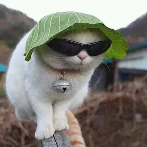 Cute catto - Sticker 28