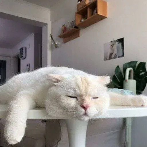 Cute catto - Sticker 30