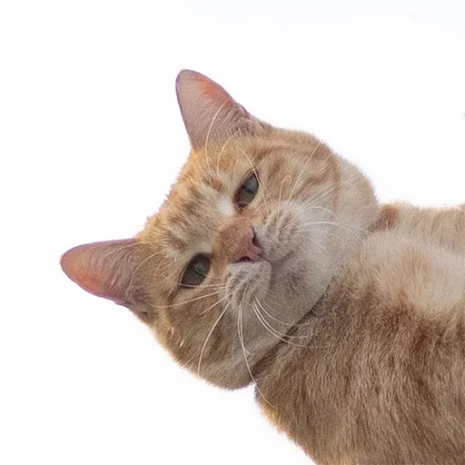 Cute catto - Sticker 24