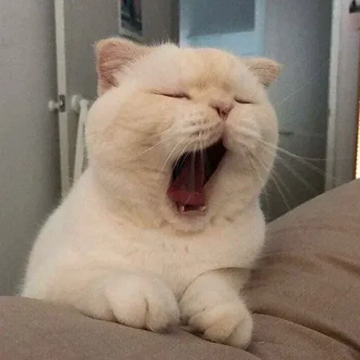 Cute catto - Sticker 26