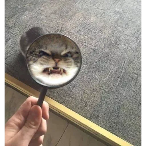 Cute catto - Sticker 22