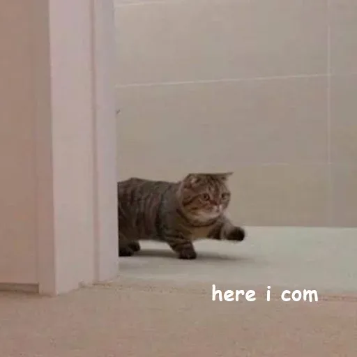 Cute catto - Sticker 23