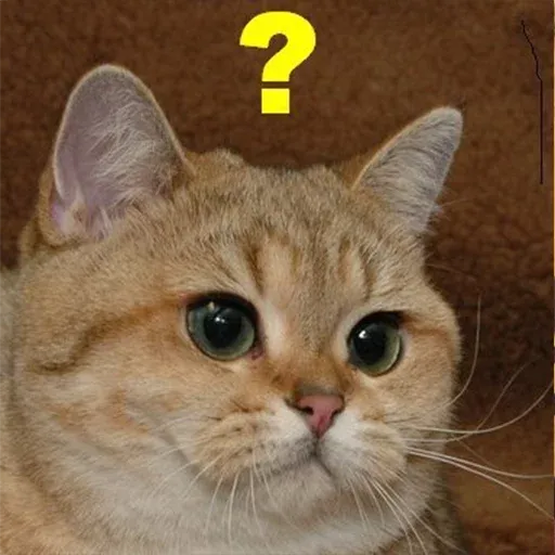 Cute catto - Sticker 21