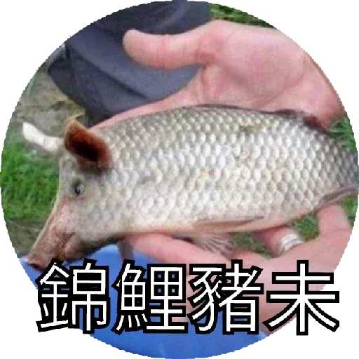 豬Duck - Sticker 29