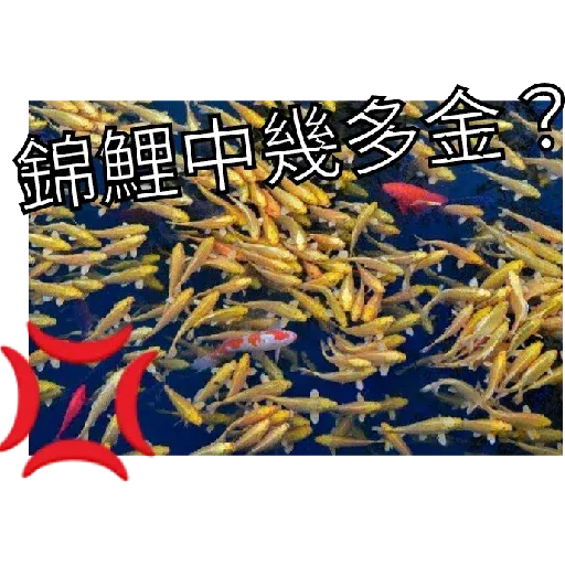 豬Duck - Sticker 24