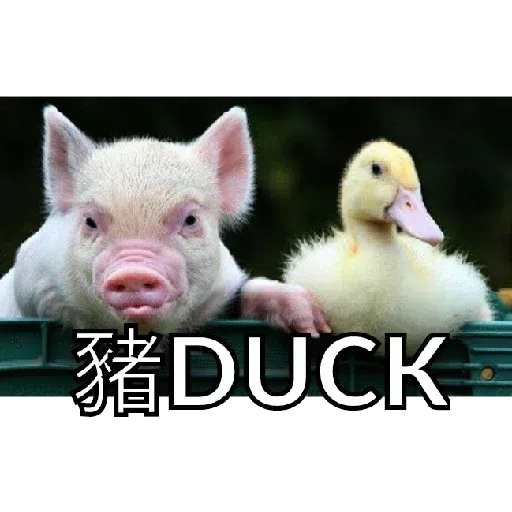 豬Duck - Sticker 30
