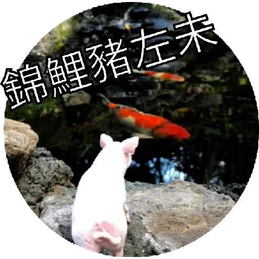 豬Duck - Sticker 27