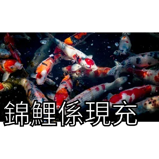 豬Duck - Sticker 12