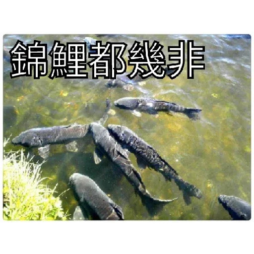 豬Duck - Sticker 15