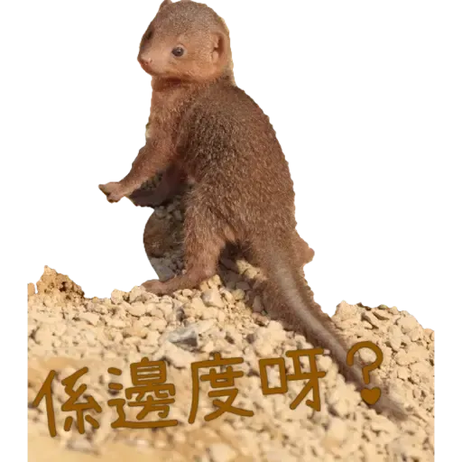 蛇獴救港 - Sticker 9