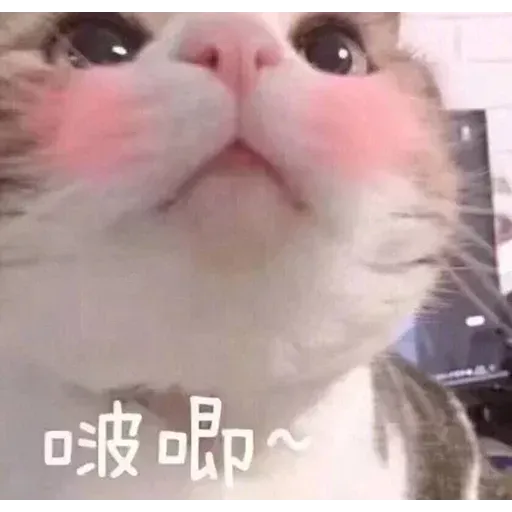 Cats? - Sticker 18