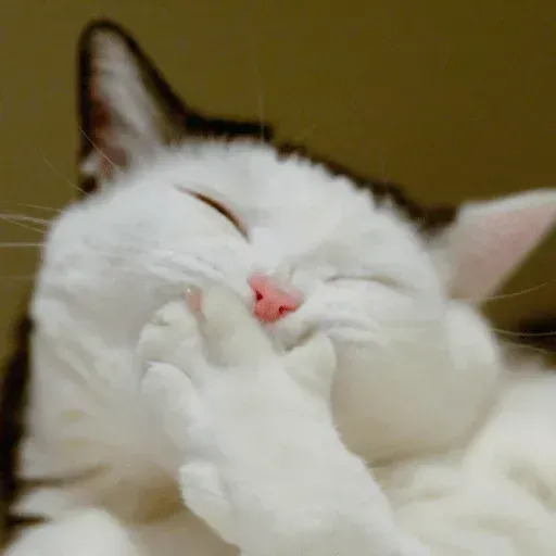 Cats? - Sticker 25