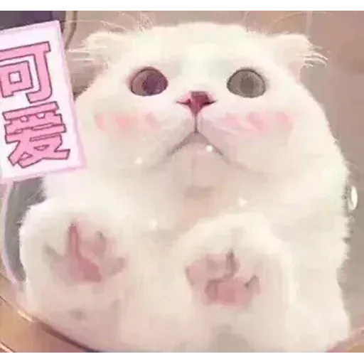 Cats? - Sticker 10