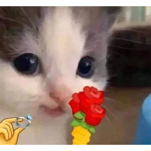 Gatus cats - Sticker 23