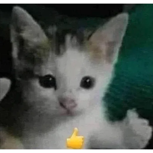 Gatus cats - Sticker 14