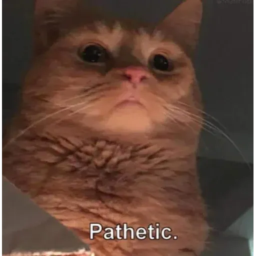Cat 2.0 - Sticker 11