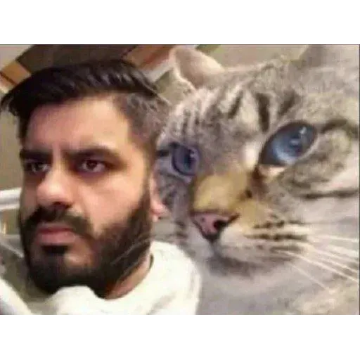 Cat 2.0 - Sticker 20