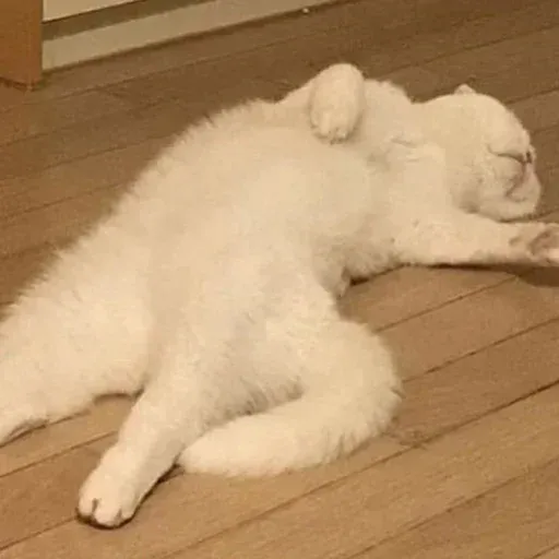 Cat 2.0 - Sticker 29