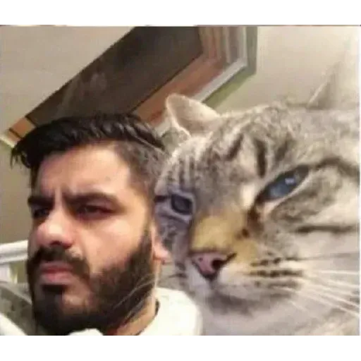 Cat 2.0 - Sticker 18