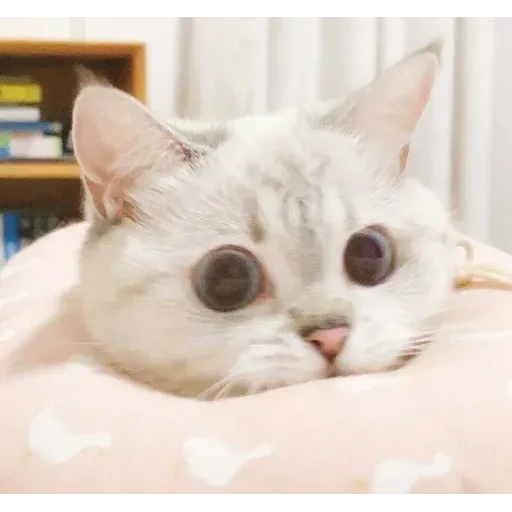 Cat 2.0 - Sticker 16