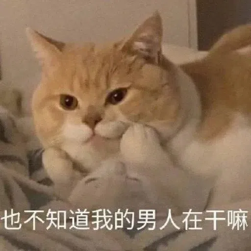 一大堆喵咪表情包2 - Sticker 15