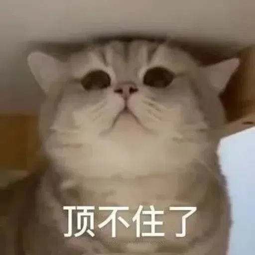 一大堆喵咪表情包2 - Sticker 25