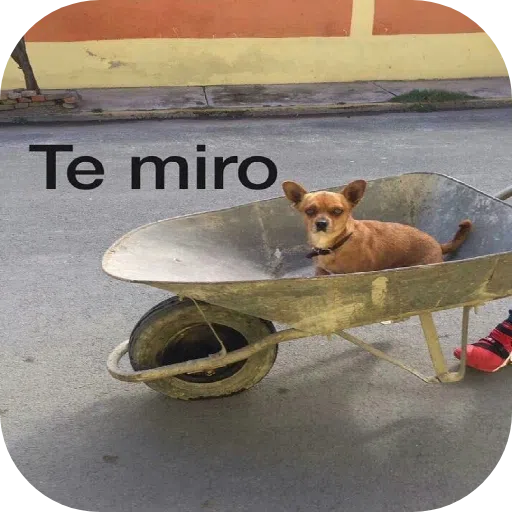 GATOS - Sticker 23