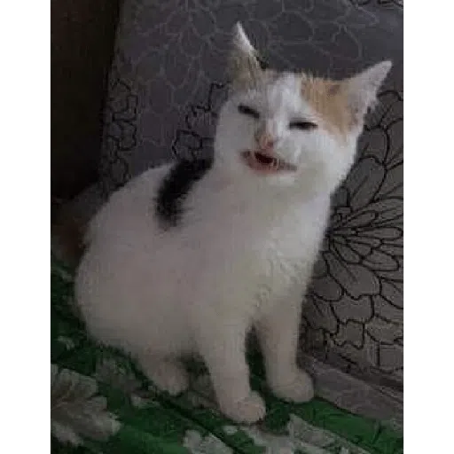 GATOS - Sticker 14