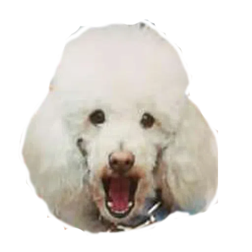 Kiwii - Sticker 15