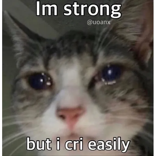 memez - Sticker 15