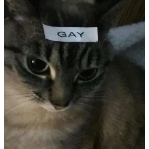 memez - Sticker 11