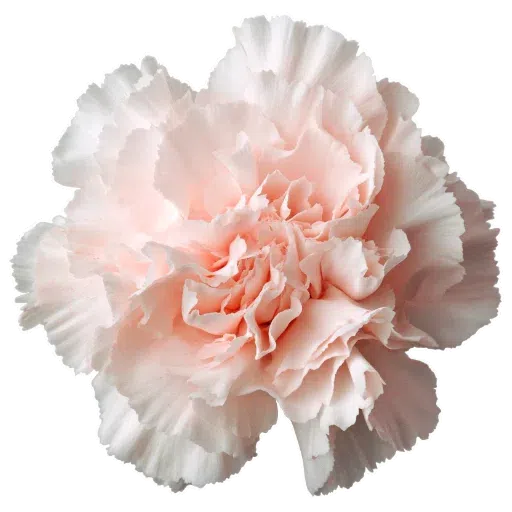 Flower - Sticker 12