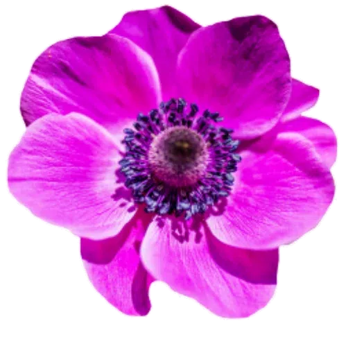 Flower - Sticker 14